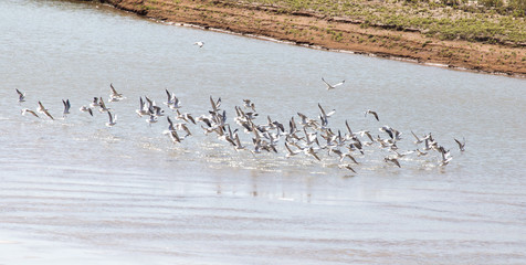 flock of gulls on the river