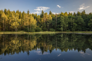 Wald am See mit Spiegelung