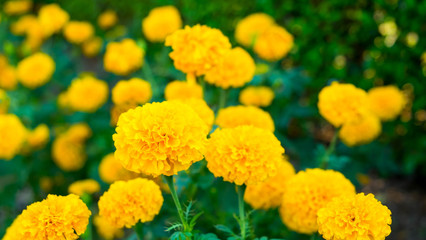 marigold flower in the garden, Natural background