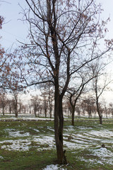 trees in early spring in nature