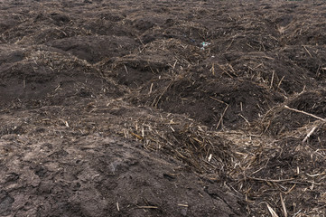 sugarcane waste
