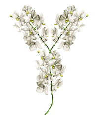 орхидея белая коллаж