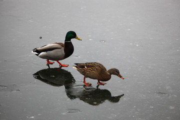 Mallard ducks flying in the sky and standing on ice
