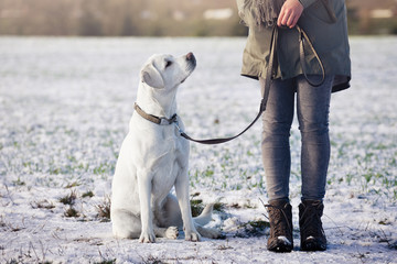 weißer schöner labrador retrriever hund mit halsband und leine sitzend neben frau
