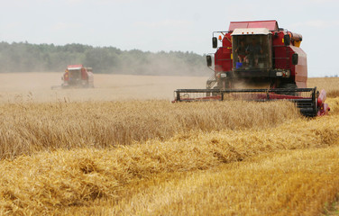 Combine to the mowing removes wheat on the field.  Harvester removes the ripened wheat crop on the field