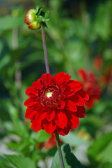 Dahlia rouge au jardin en été