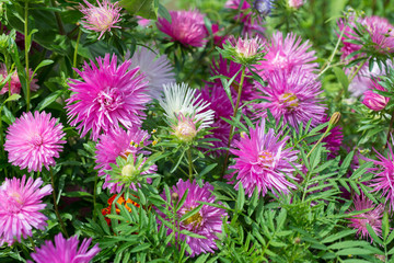 Fototapeta premium Flower pink aster 