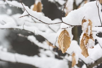 Snowy beech branch with dry leaves.