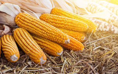 Corn maize cobs after harvesting season.Yellow tone.