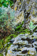 Moss and grass formed on rocky slopes in the wild