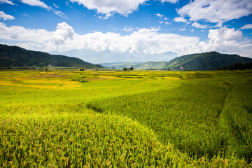 Fototapeta premium Rice fields at Northwest Vietnam