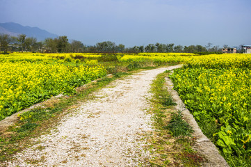 Countryside road in the rape flower fields