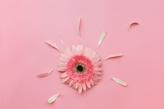 Fototapeta Pink Gerbera flower on pastel tone background