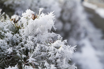 Frost covered branch in winter