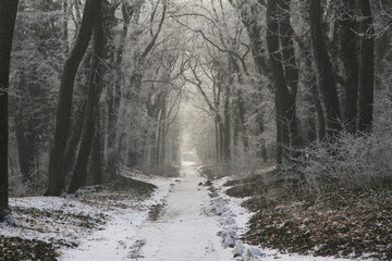 Fototapeta na wymiar Path through the forest in winter
