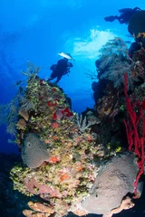 Fotobehang Duiken Technical SCUBA divers swim over a colorful coral wall on a tropical reef  © whitcomberd