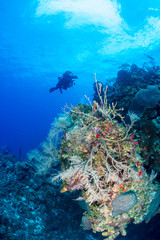 Technical SCUBA divers swim over a colorful coral wall on a tropical reef