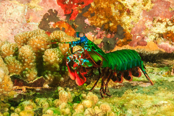 Peacock Mantis Shrimp on a dark, green coral reef during an algae bloom