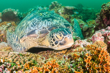 Sleepy Turtle