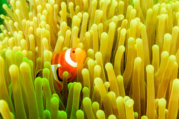 Clownfish in its host anemone during a plankton bloom on a tropical coral reef