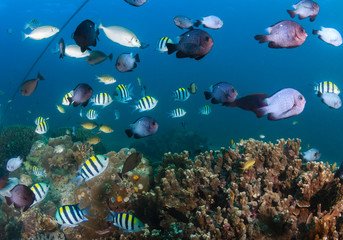 Fototapeta na wymiar Shoal of tropical fish