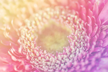 flower in soft  and blur style for background. soft-focus