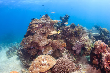 Fototapeta na wymiar Tropical fish and hard corals