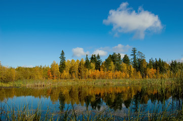 Forest Lake. Swamp