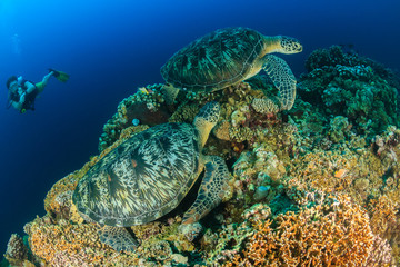 SCUBA diver watching 2 large green turtles on a coral reef