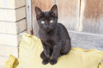 Homeless black kitten sits near a barn. Pets
