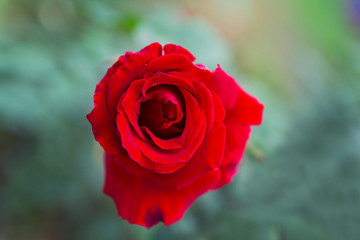 Rose buds in the garden over natural background after rain