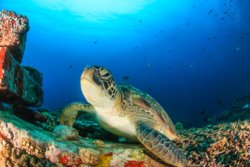 Green Sea Turtle resting on a manmade underwater structure on a tropical reef
