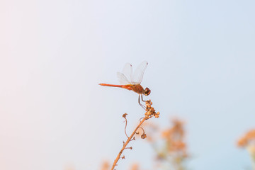 Obraz premium Red Dragonfly on brown tree