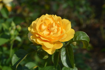 rosa 