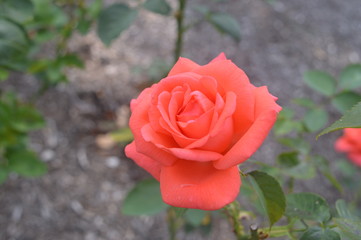 rosa