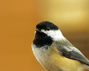 Chickadee Portrait