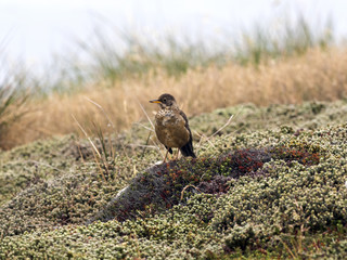 Falkland thrush, Turdus f. faclandii, is a local endemic species, Carcass, Falklands / Malvinas