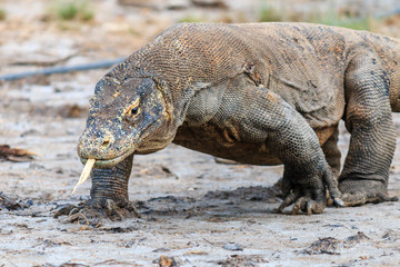 Naklejka premium Large Komodo Dragon on Rinca island