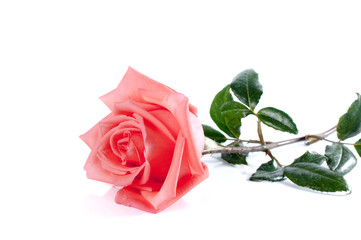 Fototapeta premium rose flowers close up on background. .