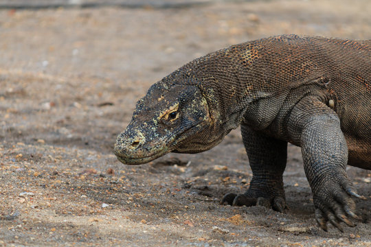 Large Komodo Dragon on Rinca island