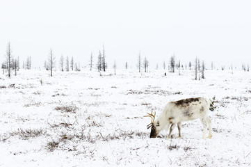 Reindeer grazes in the tundra nearby of polar circle at a frosty winter day.