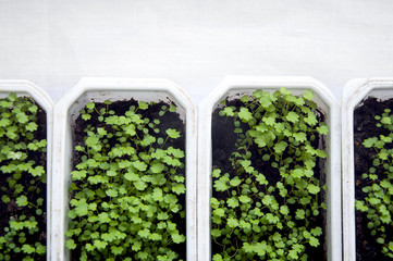 Seedlings of strawberry in a white rectangular plastic container, close-up. Top view.
