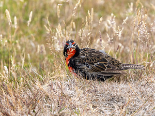 Long- tailed Meadowlark, Sturnella loyca falclandica, is one of most colorful colored birds, Carcass, Falklands / Malvinas