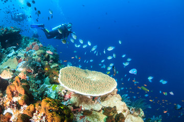 Fototapeta na wymiar SCUBA divers swimming over a colorful tropical coral reef