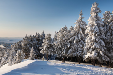 Fototapeta na wymiar spruce in the snow in the winter