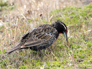 Long- tailed Meadowlark, Sturnella loyca falclandica, is one of most colorful colored birds, Carcass, Falklands / Malvinas