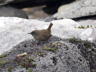 Cobb's wren, Troglodytes aedon sobbi is little common bird, Carcass, Falklands / Malvinas