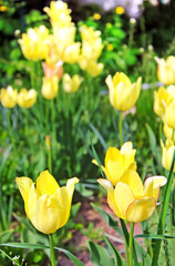 Obraz premium Yellow tulips