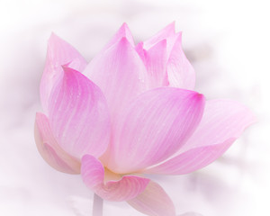 Close-up shot of beautiful lotus on blurred background