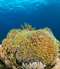 Pacific Clownfish swimming around their host anemone on a tropical coral reef